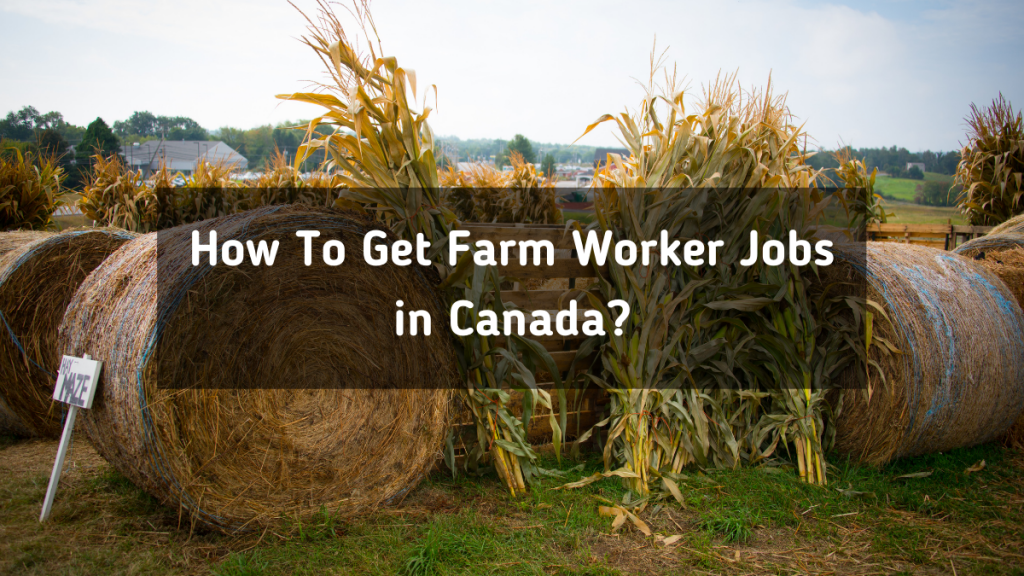 How To Get Farm Worker Jobs in Canada in 2023?