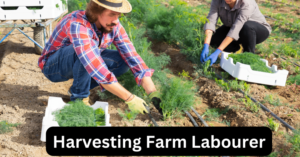 Harvesting Farm Labourer Jobs in Canada (5 positions)